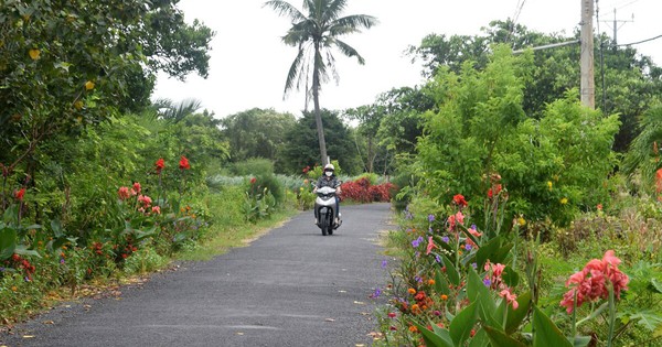 El nuevo camino rural de flores plantado con buganvillas y portulacas en el pueblo de Soc Trang es muy hermoso.