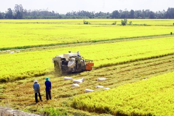 Nhiều doanh nghiệp đã đầu tư vào hệ thống chế biến gạo để phục vụ xuất khẩu ảnh 2