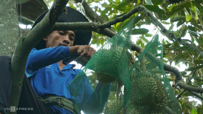 Sầu riêng trên núi phải bao kỹ từng trái ngừa sóc phá hoại. Ảnh: Ngọc Tài