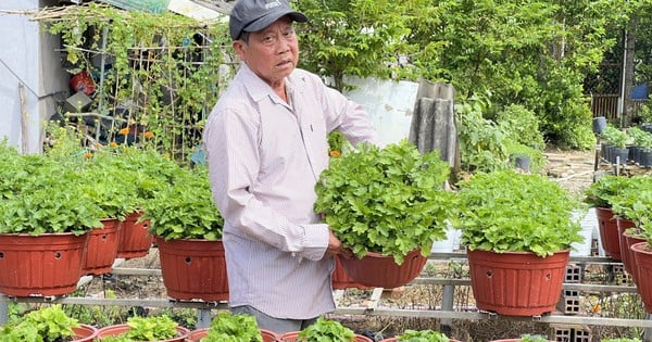 Expectations for Tet flower crop