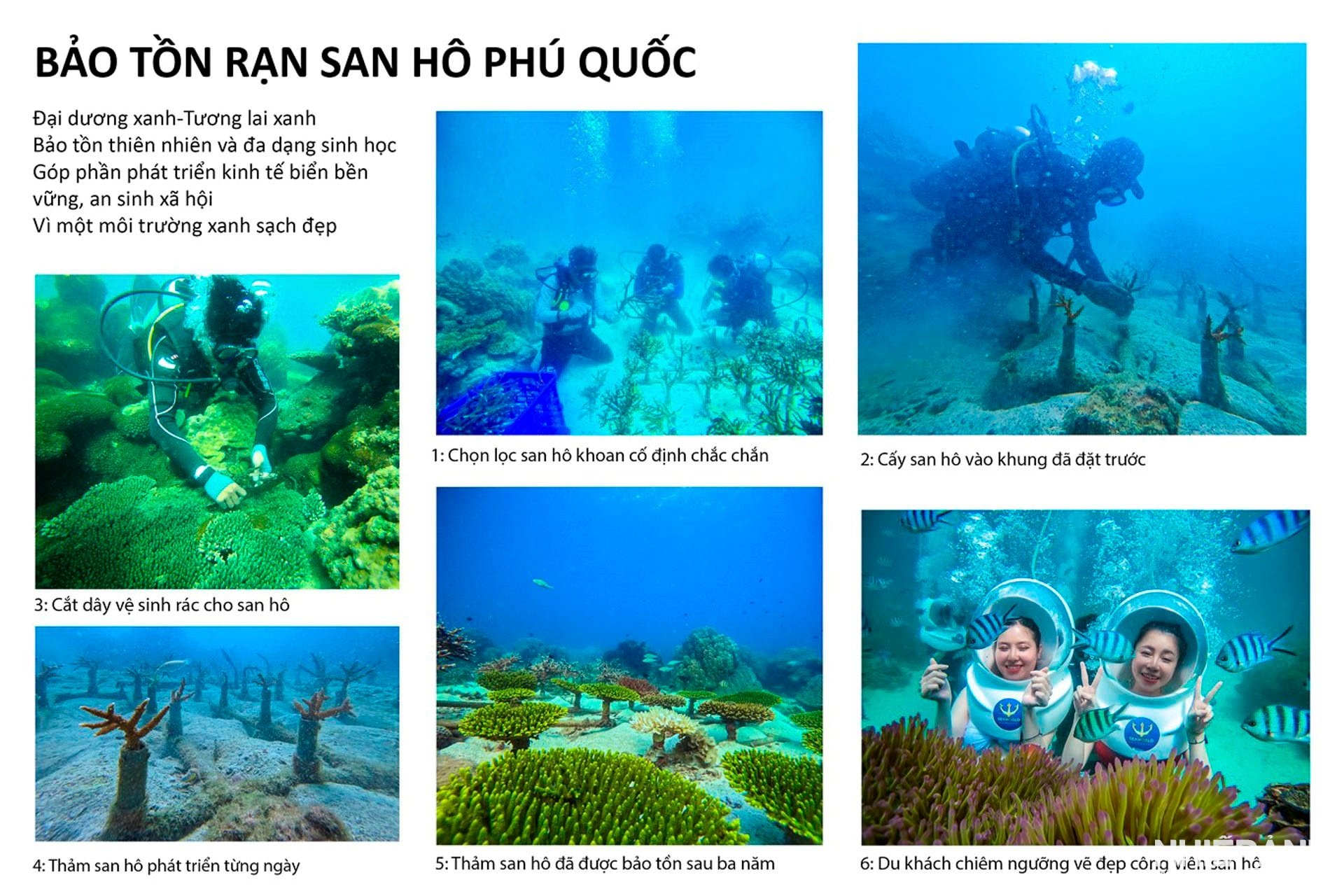 W_1-huy-chuong-vang-anh-mau-truong-phu-quoc-kien-giang-bao-ton-ran-san-ho-phu-quoc.jpg