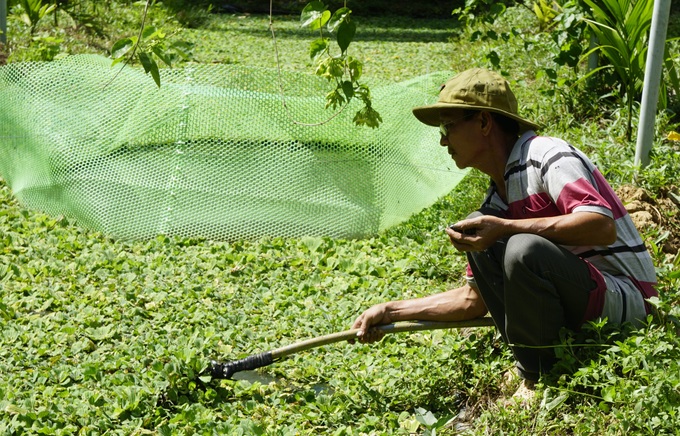 Nuôi chồn hương kết hợp với... cá trê, thu lãi trăm triệu mỗi năm - 4