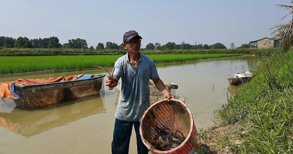 En élevant des crevettes d'eau douce géantes, des carpes herbivores géantes dans les rizières et en élevant des porcs, un homme de Quang Tri gagne 12 milliards