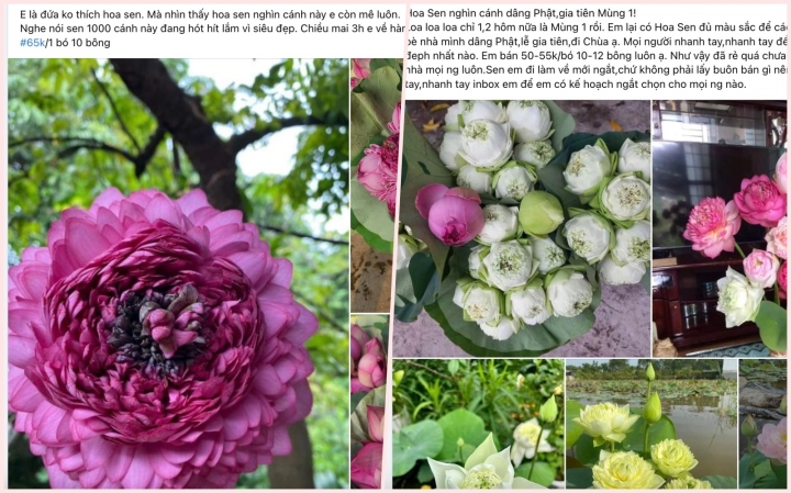 La flor de loto de mil pétalos, que en su día fue una moda que volvía locas a las mujeres, ahora tiene un precio miserable - 2