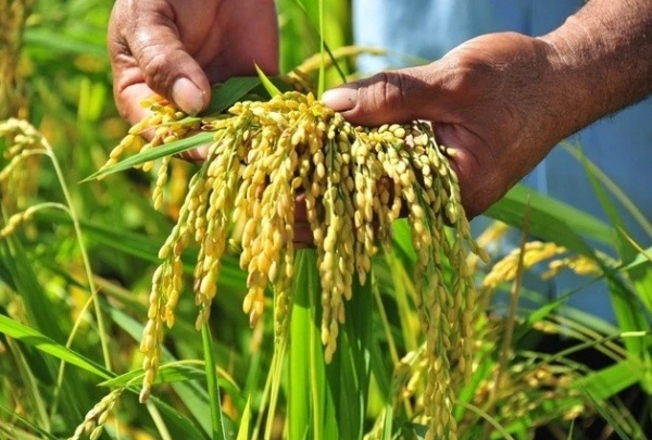 El precio del arroz aumenta entre 50 y 100 VND/kg y el arroz exportado es el más caro del mundo