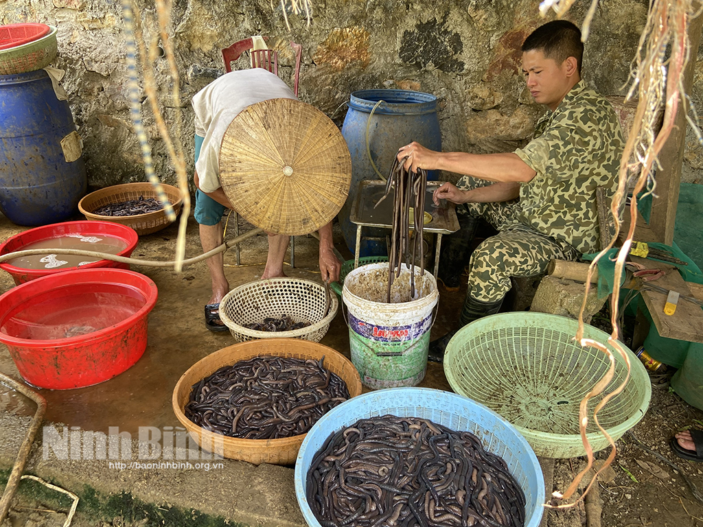 Many people use electric shock to destroy earthworms for immediate profit.