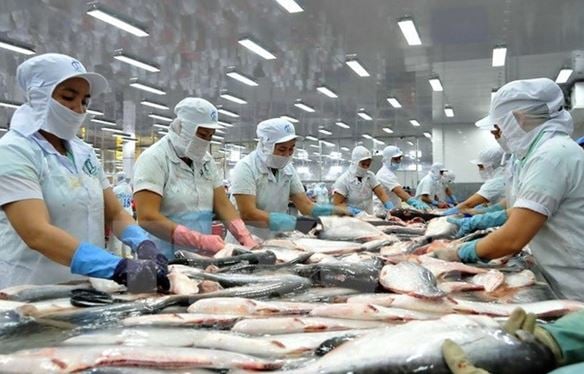 Pangasius-Exportumsatz in 5 Monaten auf 725 Millionen USD geschätzt