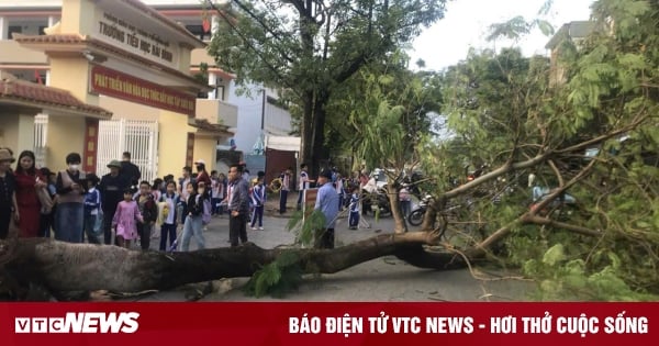 Un grand flamboyant royal a été déraciné et est tombé devant le portail d'une école à Quang Binh à la fin de la journée d'école.