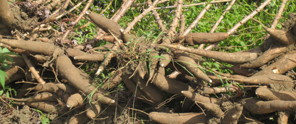 Le chiffre d'affaires des exportations de manioc est toujours en tête de celui des produits agricoles.