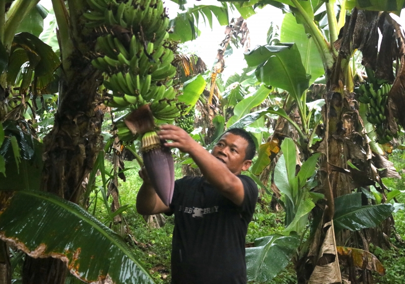 Dwarf specialty banana garden of Mr. Ho Viet An's family