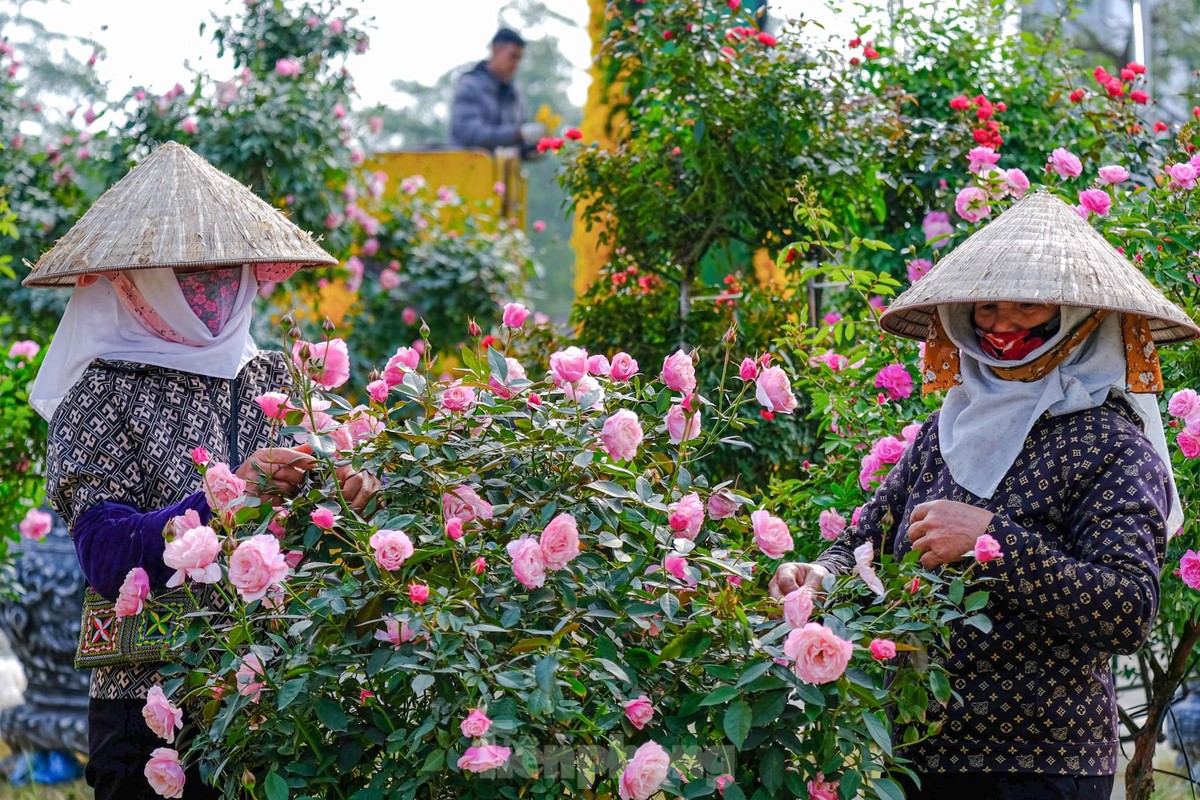 Ngàn hoa Xuân khoe sắc tại lễ hội hoa lớn nhất miền Bắc ảnh 14