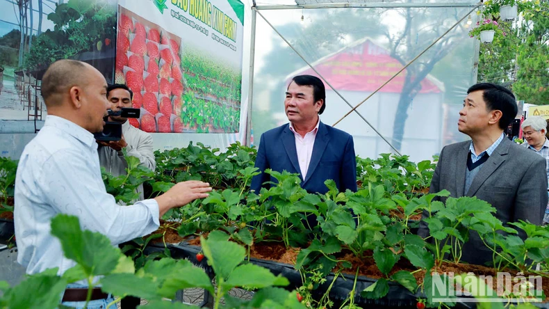 Experience the street of wine, tea, coffee and specialties of Da Lat - Lam Dong photo 1