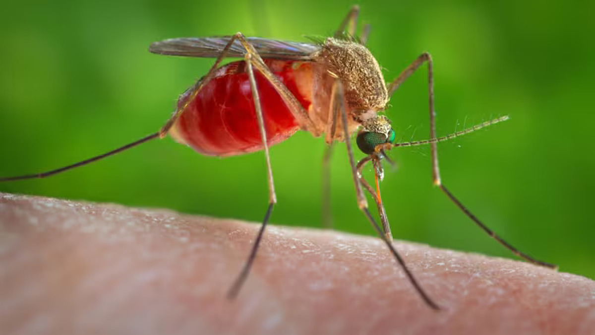 Kuba kämpft gegen die Ausbreitung des menschlichen Fiebervirus Bild 1