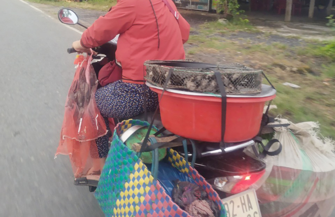 Un residente transporta cientos de vencejos para vender en la comuna de Binh Trieu, distrito de Thang Binh. Foto: Dac Thanh