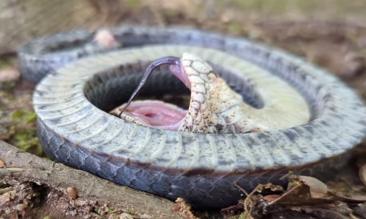 しし鼻のヘビはヘビ捕獲者を騙すために死んだふりをする