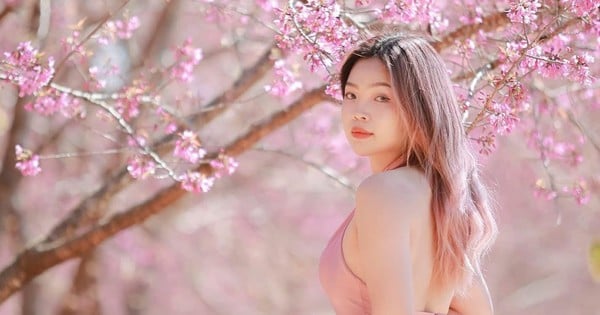 Los jóvenes observan con entusiasmo los cerezos en flor "teñidos de rosa" en Moc Chau