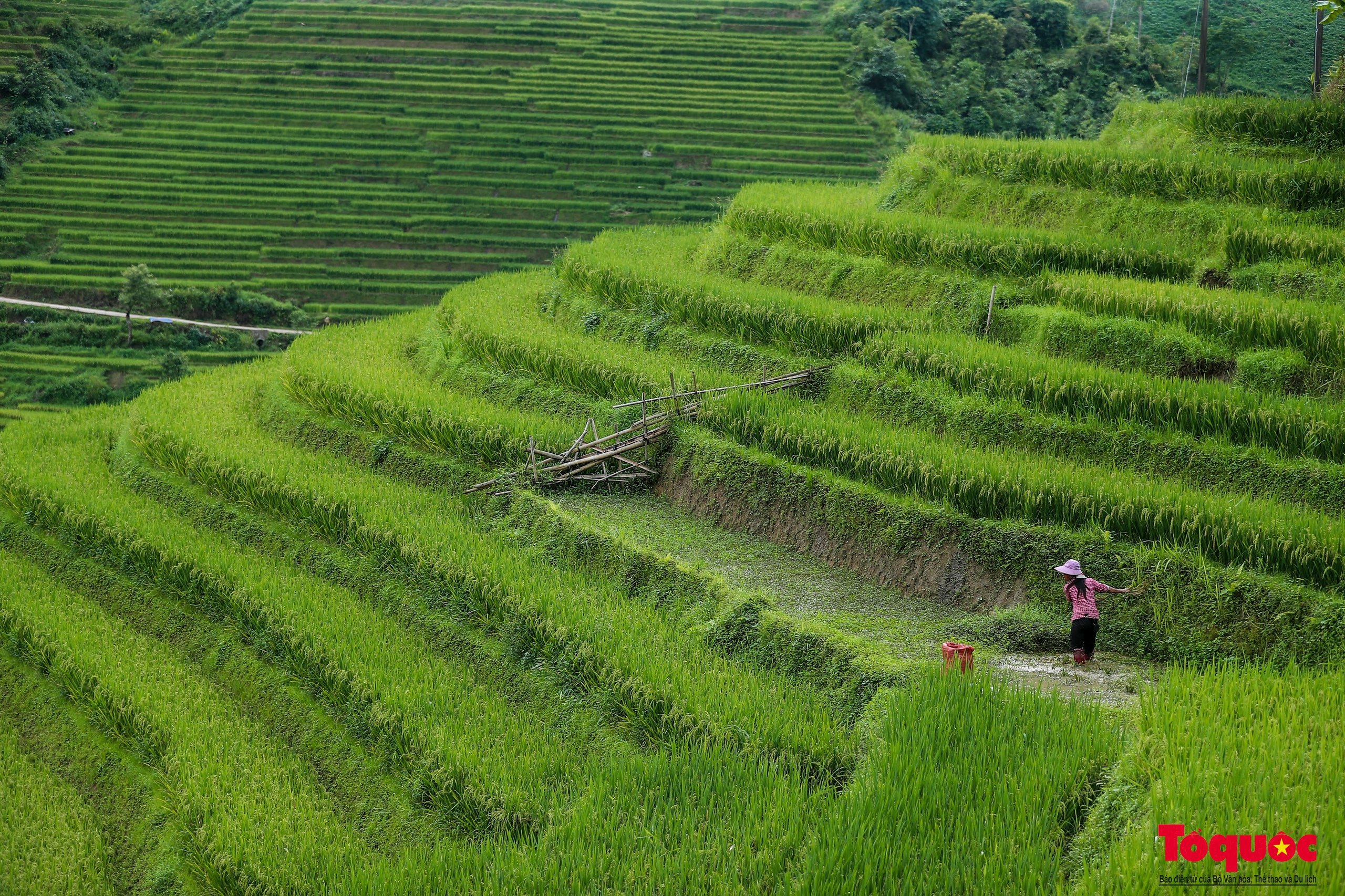 Mùa lúa non xanh mướt trên ruộng bậc thang Sa Pa - Ảnh 7.