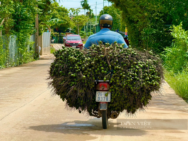 Mùa cau “vàng” của người trồng Quảng Ngãi- Ảnh 6.