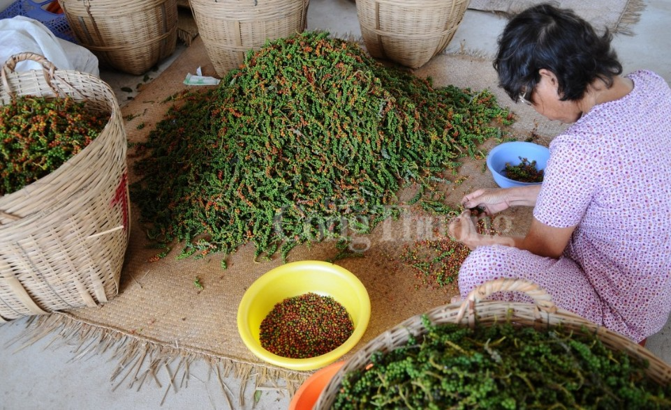 Giảm ngày thứ 2 liên tiếp, kim ngạch xuất khẩu hồ tiêu tăng trưởng mạnh