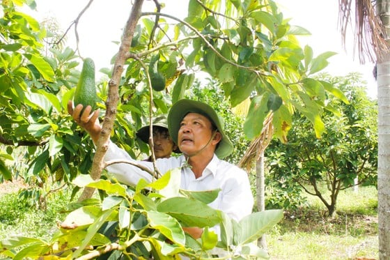 Bơ cũng cho trái tốt trên vùng đất đồi xã Đức Chánh. Ảnh: NGUYỄN TRANG ảnh 3