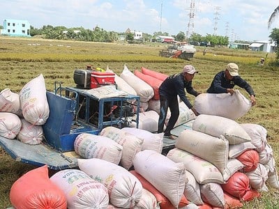 Aproveche la oportunidad para aumentar las exportaciones de arroz al mercado del Reino Unido