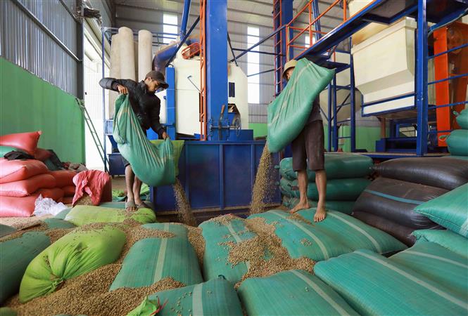 Coffee processing in Gia Lai. Photo: Vu Sinh/VNA