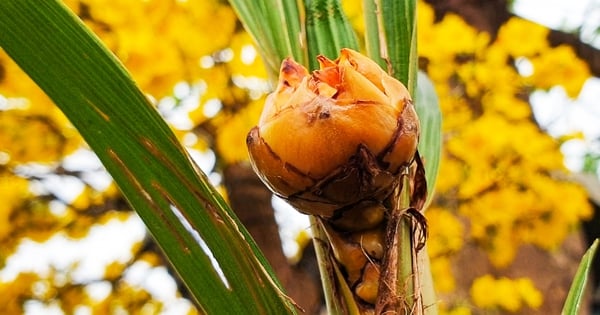 Cocotero único de 40 cm de altura, florece después de 6 meses, esperando dar frutos.