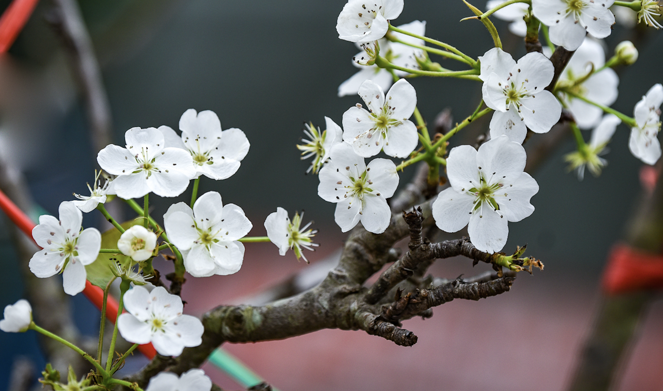 Las flores de pera silvestre valen decenas de millones de dongs y se venden a los habitantes de la capital para celebrar el Tet