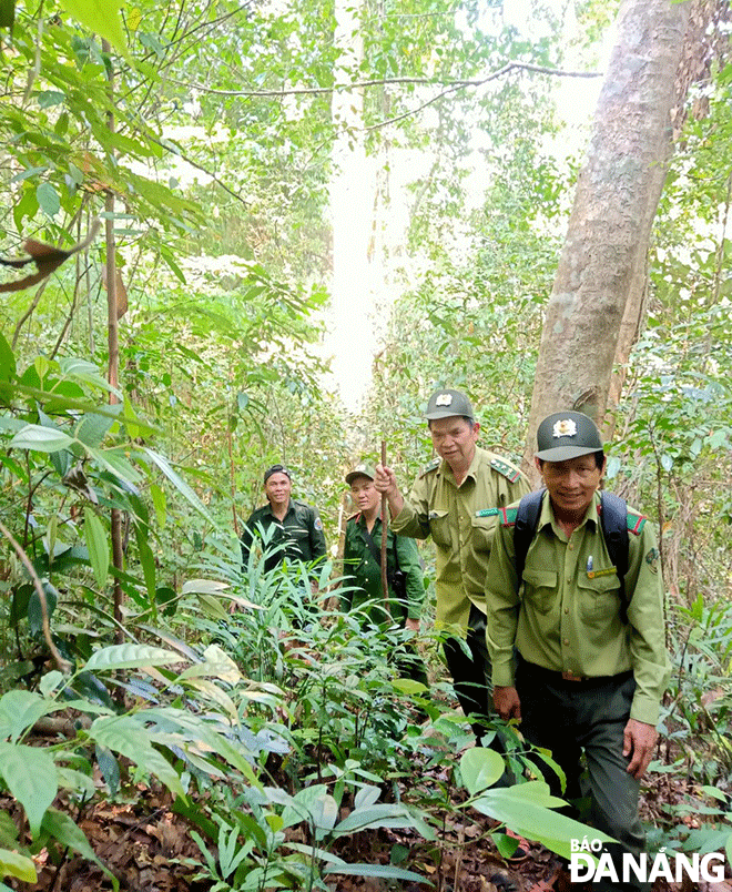 آقای نگوین ون تان، جنگلبان اداره جنگلبانی هوآ وانگ (تصویر سمت راست) و همکارانش در حال بررسی منطقه جنگلی هوآ باک. عکس: T.V