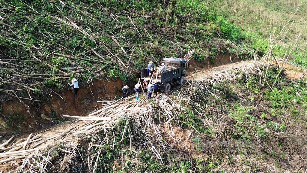 Hục hồi hàng trăm nghìn héc ta rừng sau bão ở Quảng Ninh bằng cách nào, không dễ trả lời- Ảnh 2.