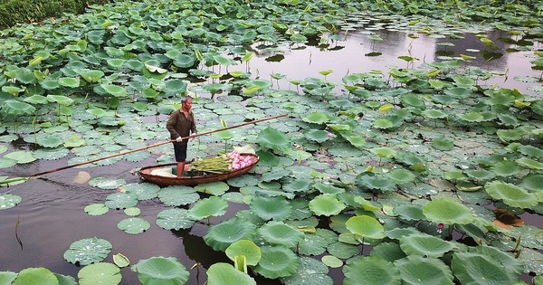 Dùng vôi bột xử lý phèn mặn để trồng sen Hồ Tây