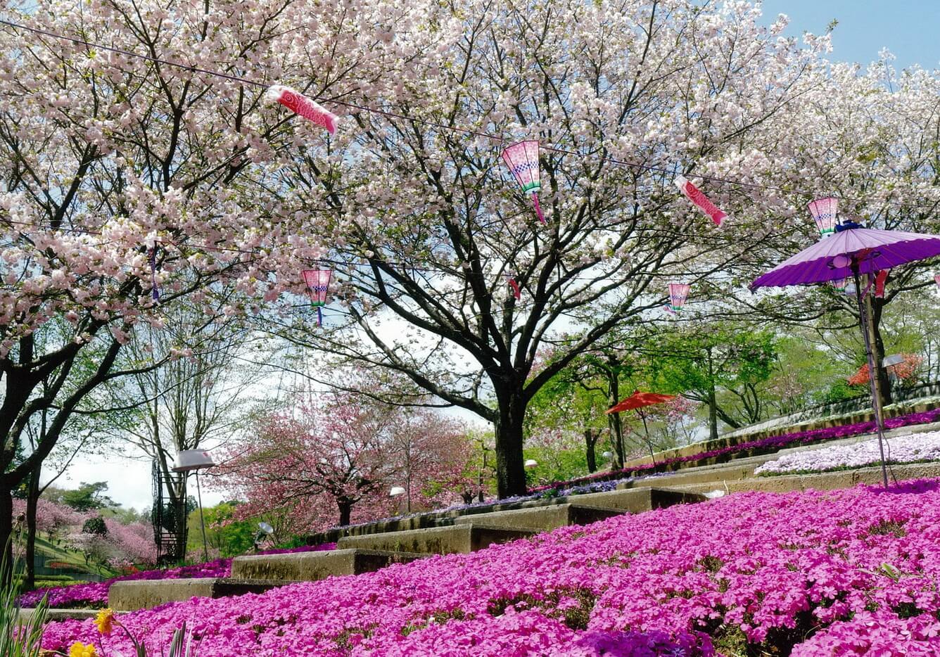 3. Admire the flower garden with 100 of the most beautiful cherry blossom trees in Japan!