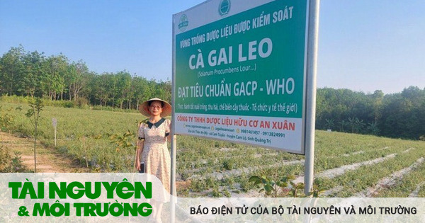 Phát triển cây dược liệu giúp giảm nghèo bền vững