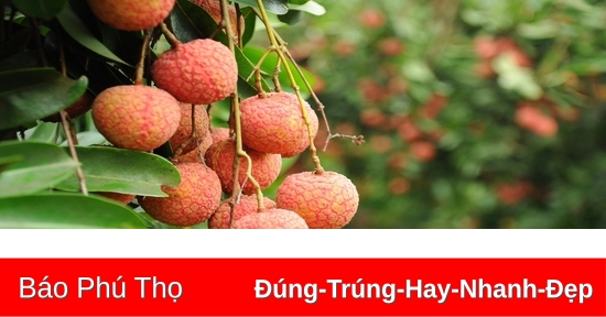 Lychee season