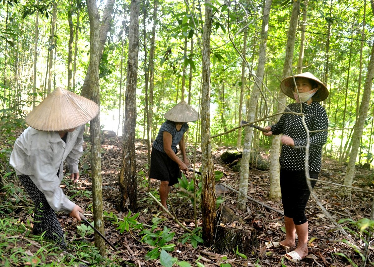 People of Phuong Tien commune (Vi Xuyen) take care of planted forests.