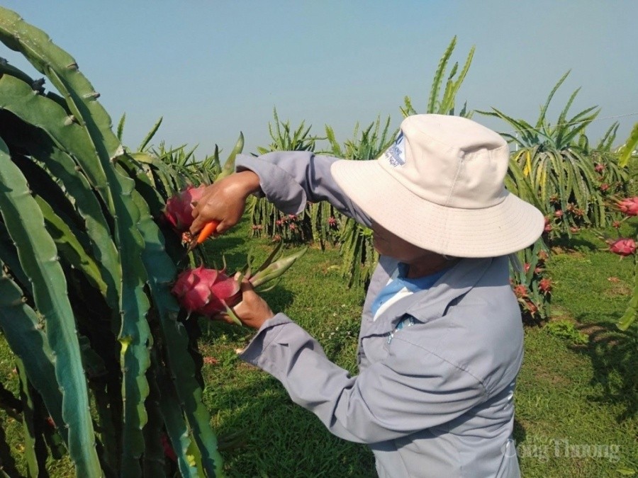 Xuất khẩu ngày 14-18/8: Nhãn Việt 'đắt khách' tại siêu thị Thái Lan, giá bán lên tới 230.000 đồng/kg; Bộ Công Thương triển khai loạt giải pháp điều hà