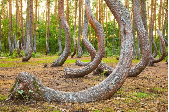 Primer plano de un bosque con cientos de tocones de árboles doblados 90 grados de manera inexplicable - 2