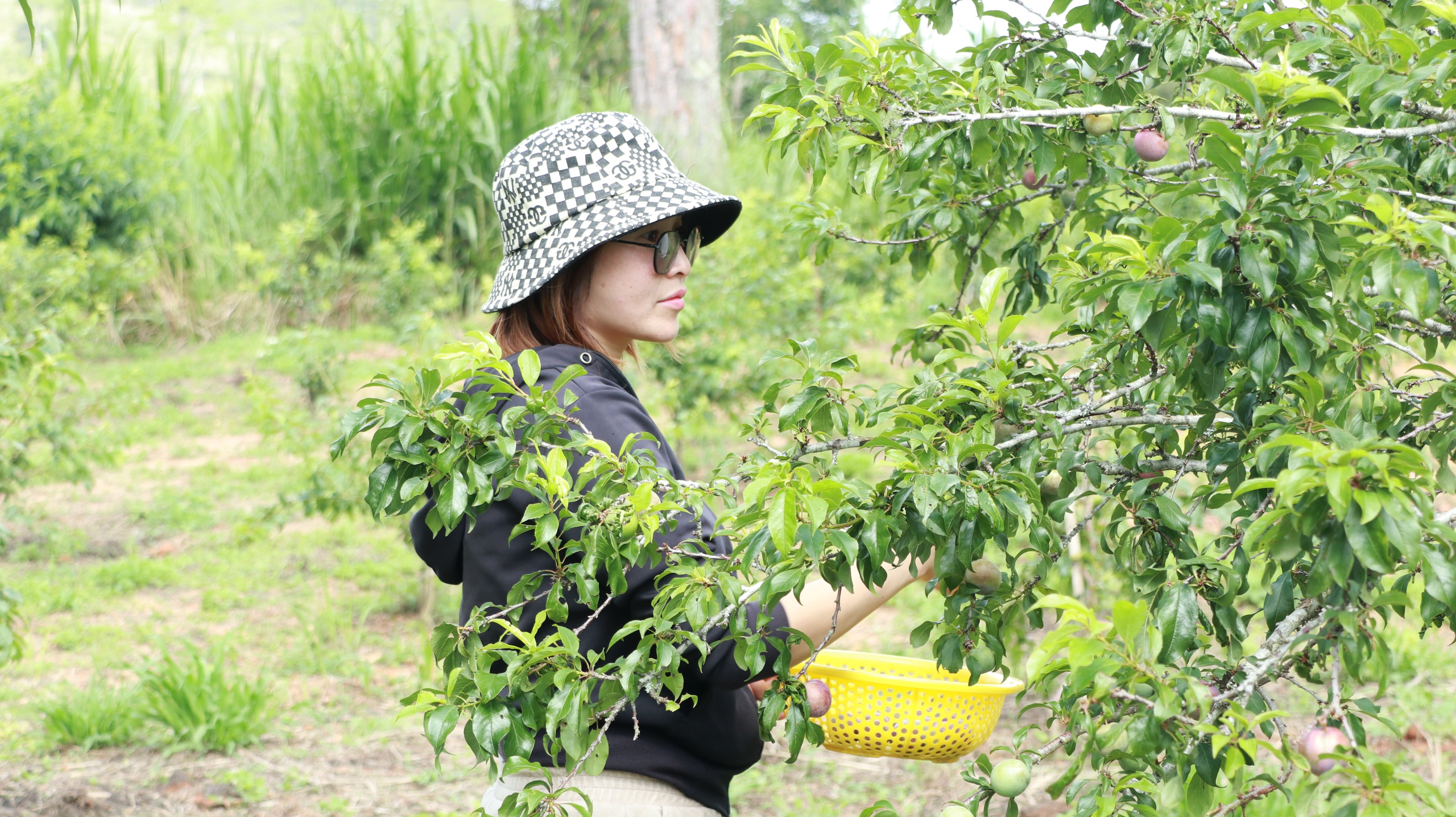 Chuyện lạ Lâm Đồng, 