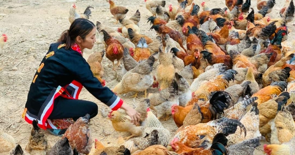 Quang Ninh reduziert die Armut durch Aktivitäten zur Unterstützung von Frauen bei der wirtschaftlichen Entwicklung