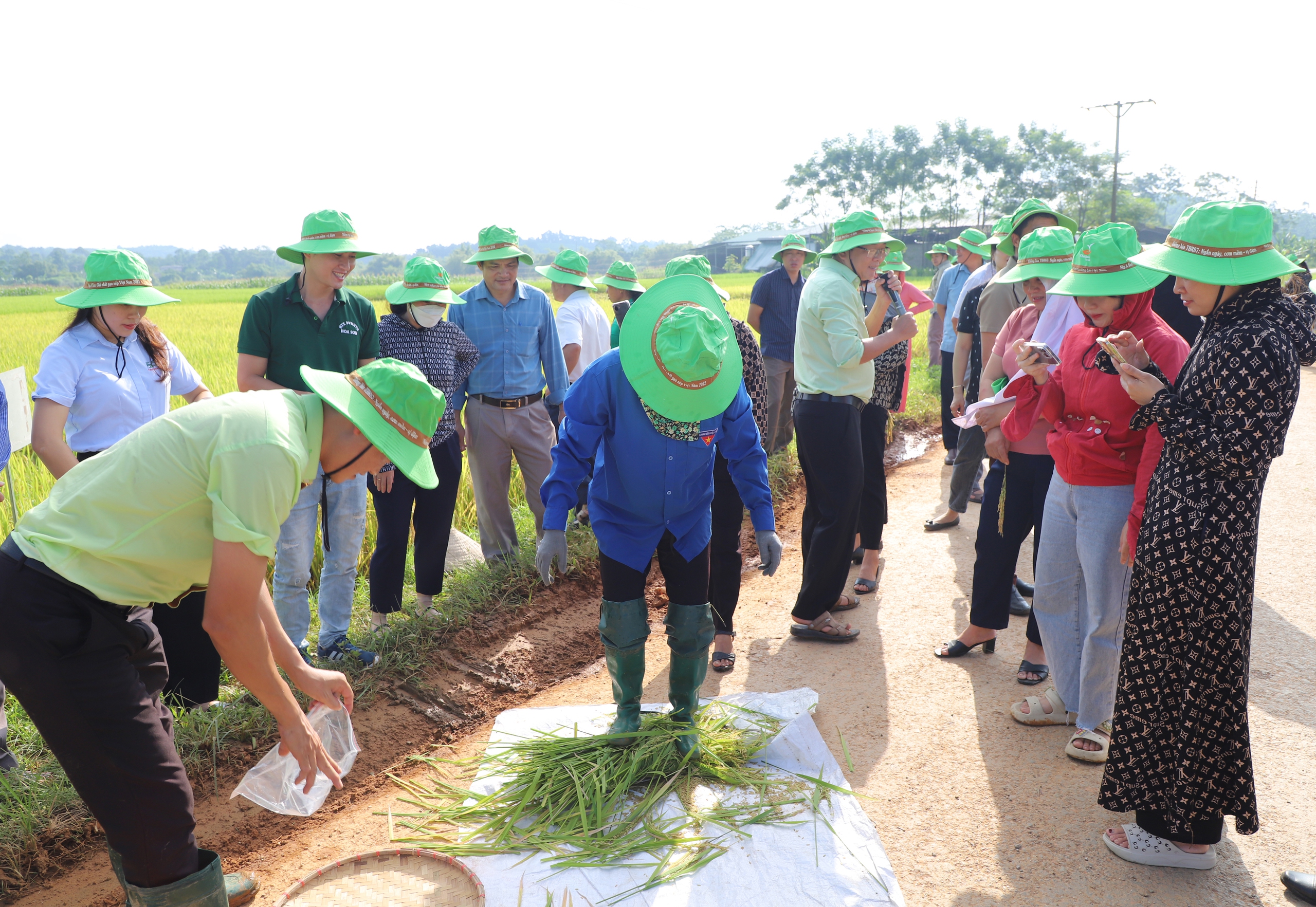 Trồng thử nghiệm giống lúa thuần TBR97 cho năng suất 80 tạ/1ha, nông dân ở một xã ở Hà Giang vui mừng đón nhận - Ảnh 8.