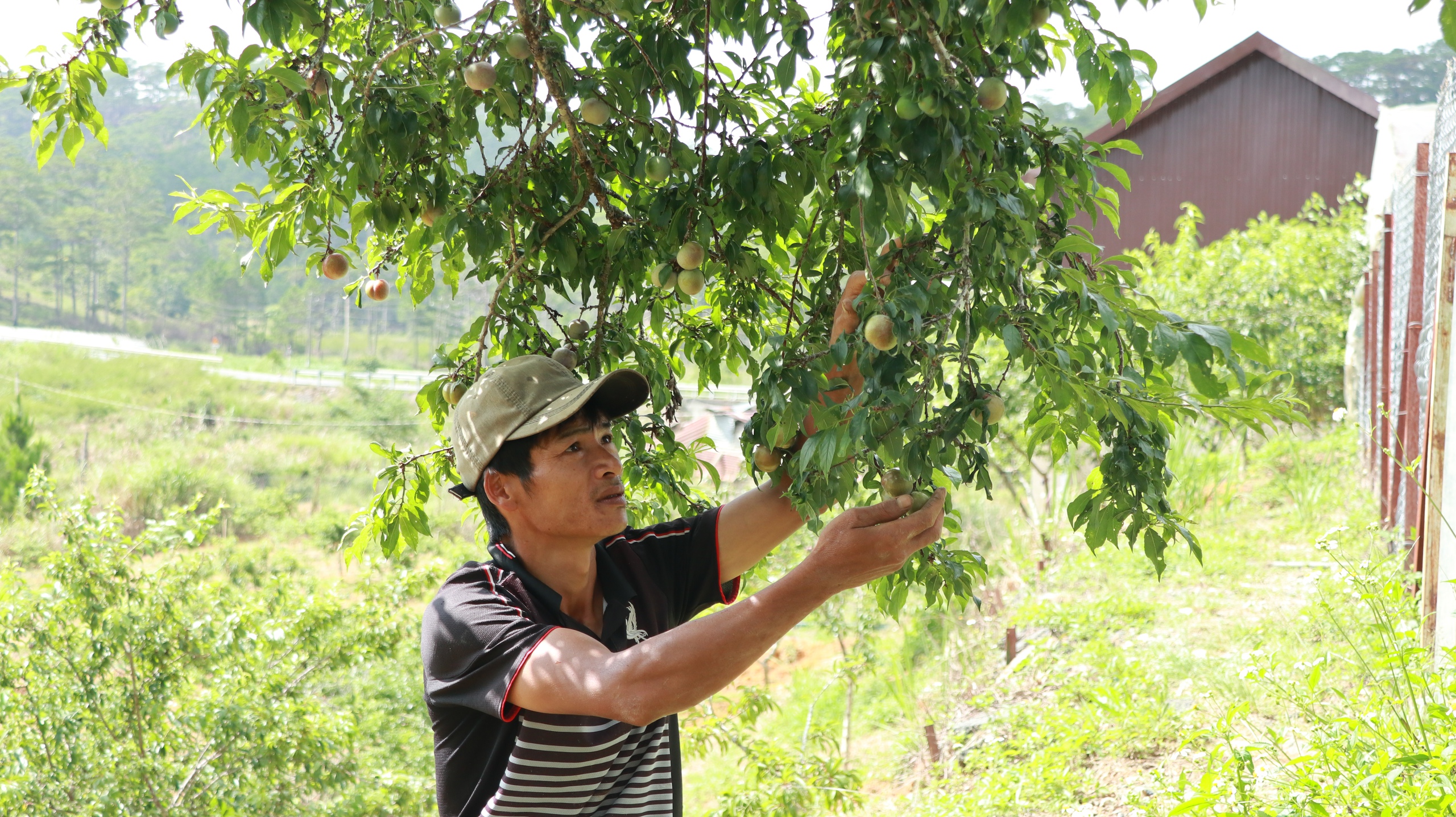 Chuyện lạ Lâm Đồng, 