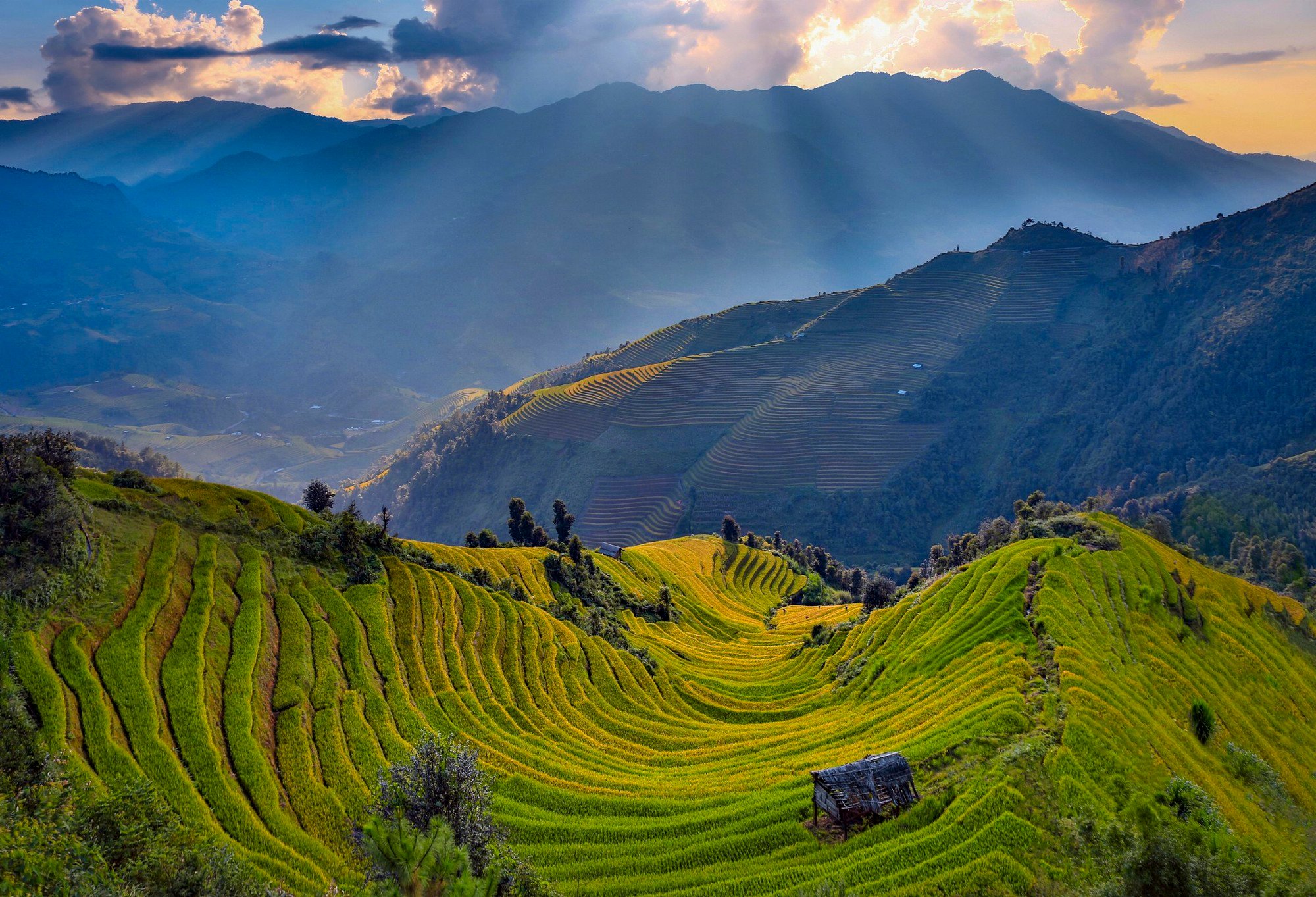 Ripe rice season on terraced fields in the Hill Region