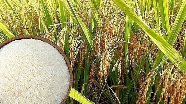 El precio del arroz aumentó entre 100 y 300 VND, pero se mantuvo alto