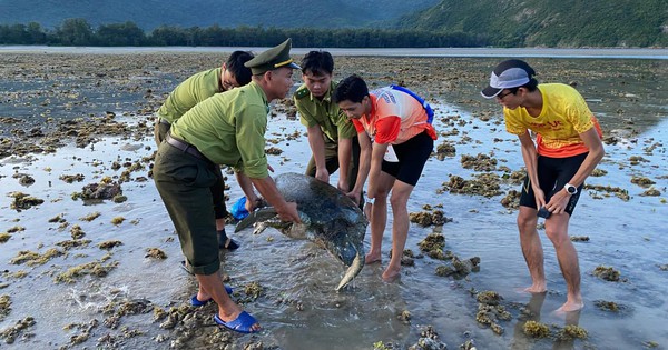 Alors qu'ils cherchaient une « petite amie » et étaient bloqués à Con Dao, un animal sauvage pesant jusqu'à 65 kg a été secouru.