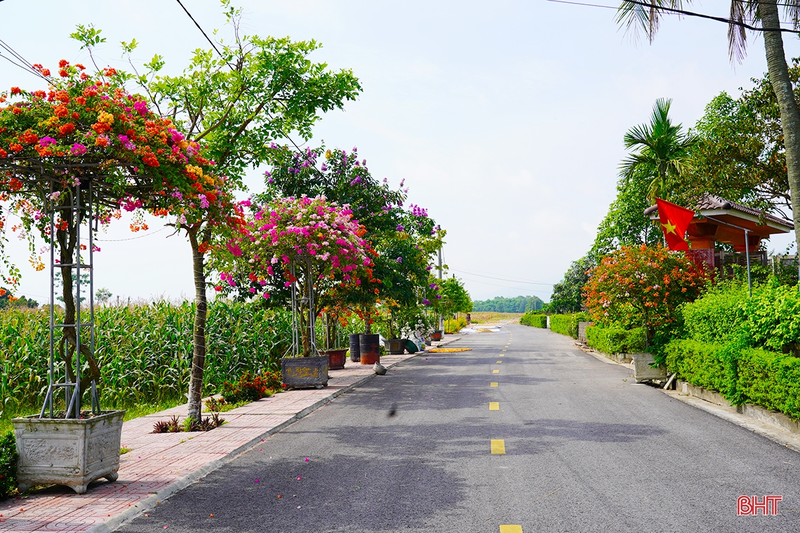 Ngắm dàn hoa giấy rực rỡ nơi miền nông thôn mới Nghi Xuân