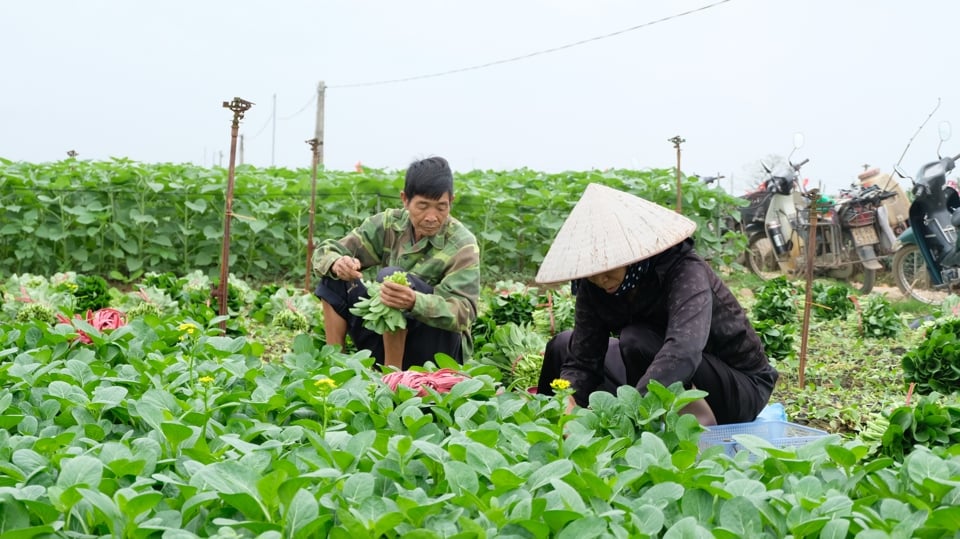 Thu hoạch rau an toàn tại xã Tráng Việt (huyện Mê Linh).