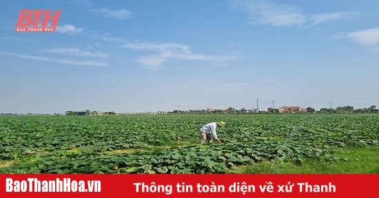 Ứng dụng khoa học - công nghệ trong sản xuất rau màu