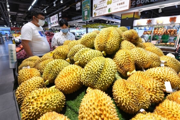 Les prix du durian continuent d’évoluer latéralement ?