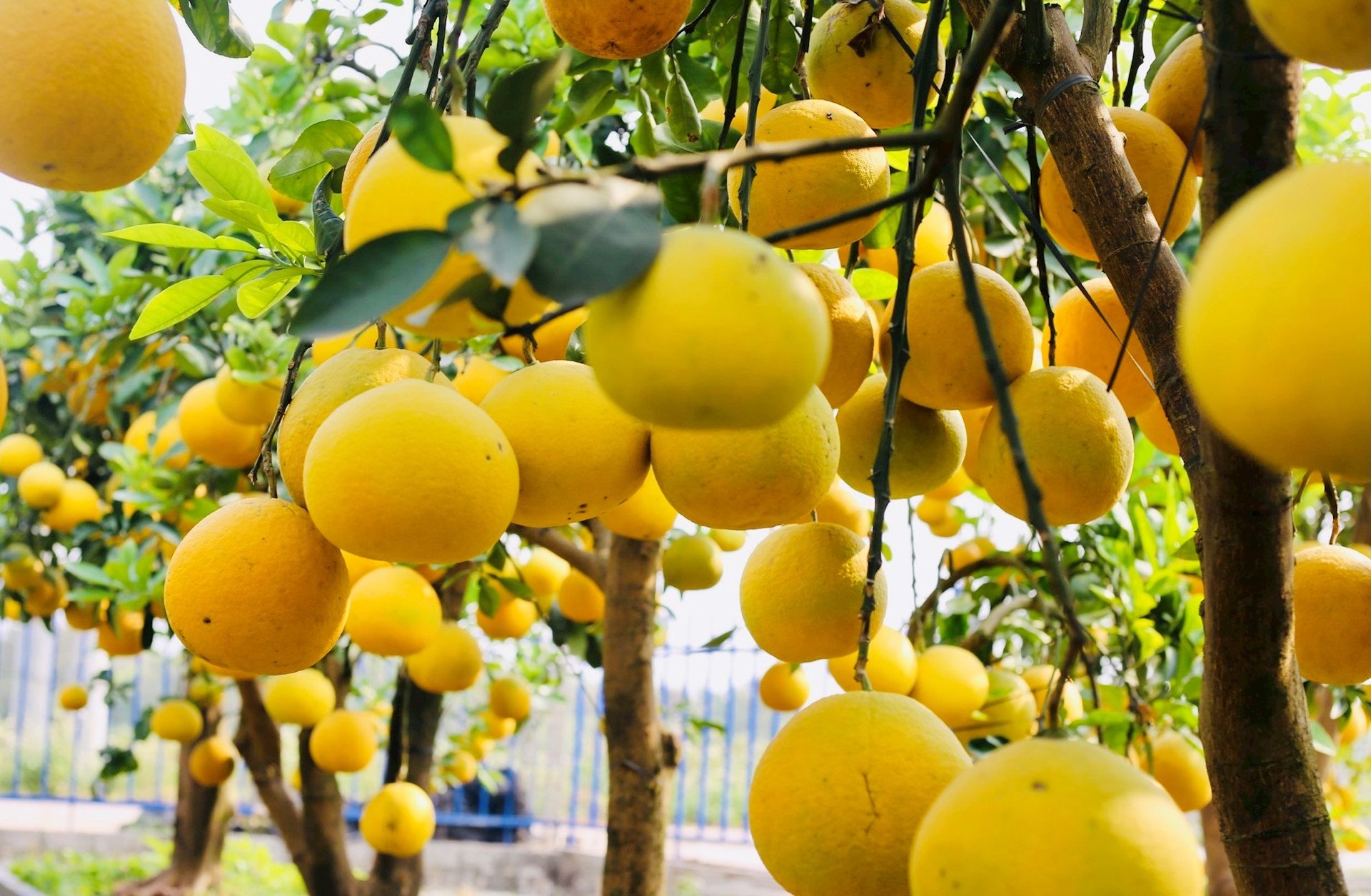 About the sweet fruit land of Luc Ngan - Bac Giang