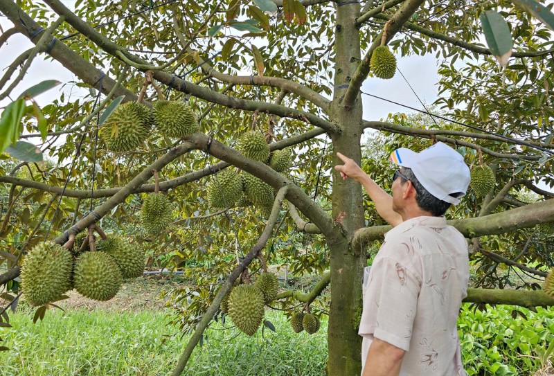 30 lô sầu riêng xuất khẩu sang Trung Quốc bị nhiễm cadimi từ đâu?